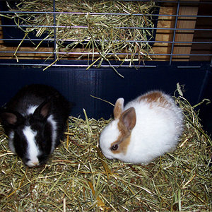 meine beiden Süßen an ihrem ersten Abend.
Noch etwas schüchtern.
Hoffentlich bald noch ein paar mehr Bilder, wenn meine Kamera möchte...