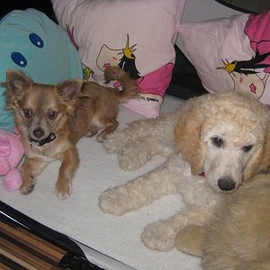 02.06.11 Melly und Milka