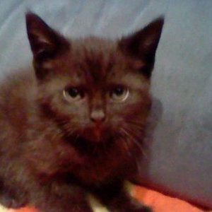 Kater Tinkas. Ekh Bkh mix

Status:Vom Auto überfahren.