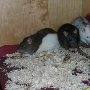 Cruella, Prusselise und Mrs Brix