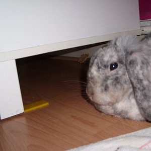 Carlos Santana (Balu)